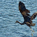 Heron in Flight
